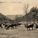 Bad Lauterberg, Kuhherde im Odertal