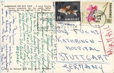 Singapore - Harrowing the Rice Field