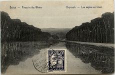 Beirut - Pines in the Winter