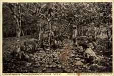 Kamerun - Westafrikanische Pflanzungs Gesellschaft Viktoria