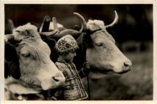 Hungary - Kühe - Cow