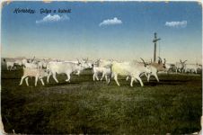Hortobdgy - Gulya a kutnal