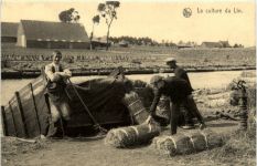 La culture du Lin