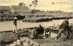 La culture du Lin