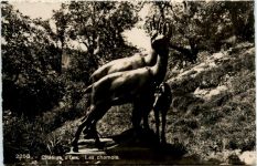 Chateau d Oex - Les chamois