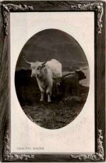 Highland Rovers - Cow