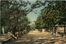Gibraltar - Alamada Gardens