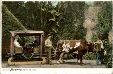 Madeira - Carro de bois