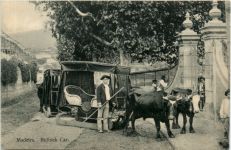 Madeira - Bullock Car