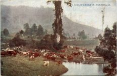 Dairy Herd in Australia