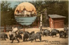 Gruss aus Moritzburg, Fütterung der Wildschweine