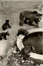 Bernburg/Saale, Bärenzwinger