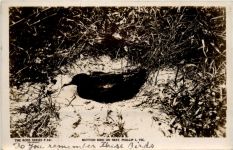 Victoria - Mutton Bird - Phillip