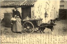 Laitierre flamande - Hundekarren