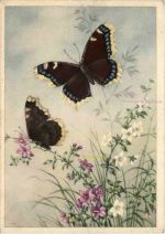 Schmetterling