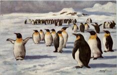 Künstlerkarte Ad. Hoffmann - Pinguine