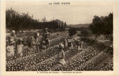 Grasse - Cueillette du jasmin