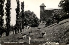 Rapperswil, Schloss und Hirschpark