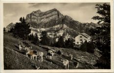 Zürcher Naturfreundehaus Fronalp mit Wiggis und Rauti