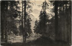 Wengen, Waldpromenade zur Hunnenfluh
