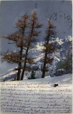 Pontresina - Lärchen am Schafberg