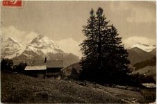 Schermtanne - Wettertanne mit Grosslohner
