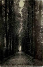 Eutin, Lindenallee im Schlossgarten