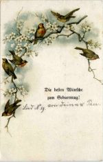 Geburtstag - Vögel