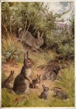 Rabbit