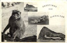 Greetings from Gibraltar - Affe Monkey