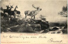 Aus der Letzlinger Heide