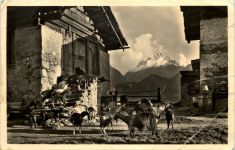 Maloja - Ziegen