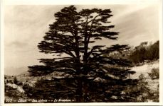 Liban - Les cedres