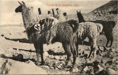 Chile - Llamas de la Cordillera