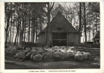 Lüneburger Heide, Heidschnuckenherde am Stall