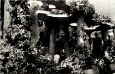 Aalsmeer - Bloemencorso