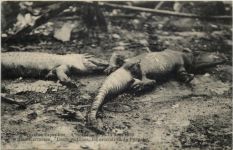 Bruxelles - Exposition Crocodiles