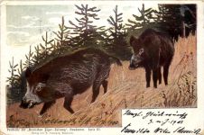 Jäger Zeitung - Wildschweine