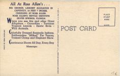 Silver Springs - Alligator