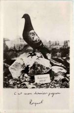 Verdun - Taube