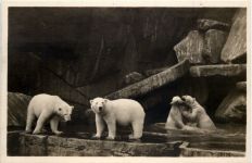 Hamburg Stellingen - Cal Hagenbecks Tierpark Eisbären