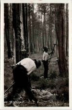 Landes - Holzfäller