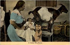 A Cuban Wet Nurse - Ziege Goat