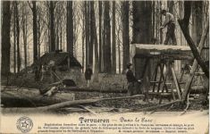 Tervueren - Dans le Parc - Holzfäller