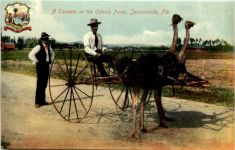 A Tandem at Ostrich Farm - Jacksonville