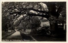 Alte Eiche am Schönenberg bei Ellwangen