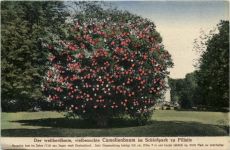 Dresden, Pillnitz, Camelienbaum im Schlosspark