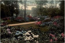 Dresden, Kgl. Grosser Garten, Rhododendronhain