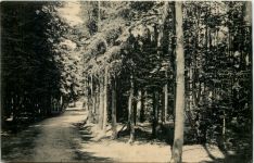 Haake-Harburg, Waldpartie Goldene Wiege