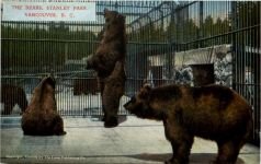 Vancouver - The Bears - Stanley Park